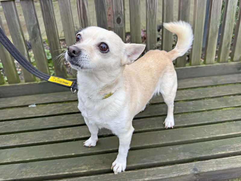Belle | Chihuahua (Smooth Coat) | Basildon (Essex) - 1
