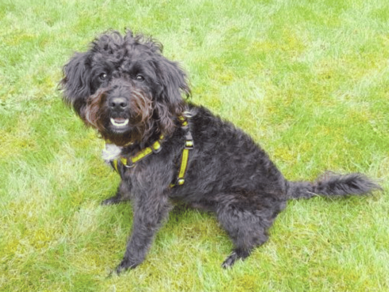 Poodle for adoption in West Calder, West Lothian – 2 years old - Image 4 of 6