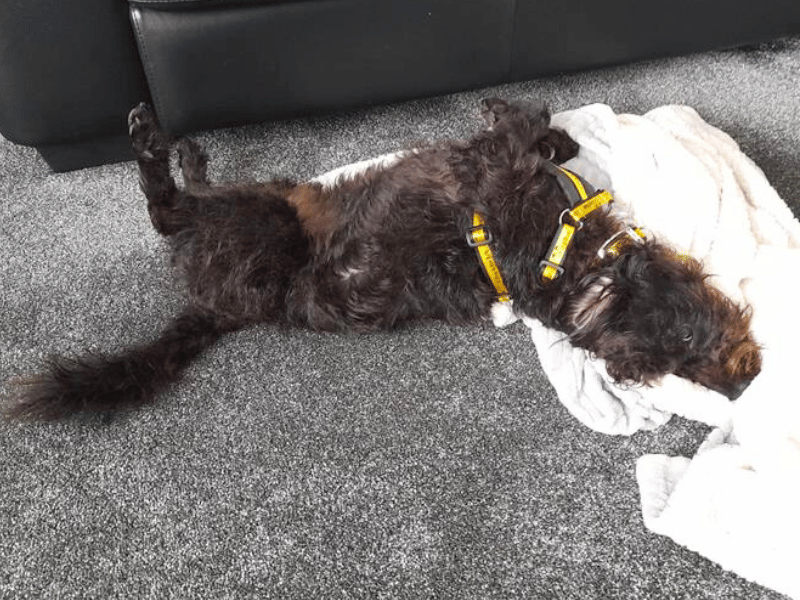 Poodle for adoption in West Calder, West Lothian – 2 years old - Image 1 of 6