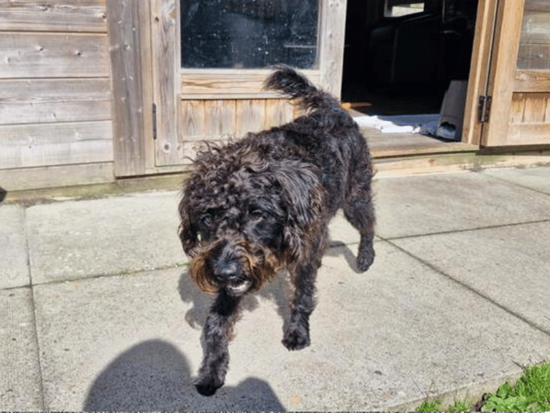 Poodle for adoption in West Calder, West Lothian – 2 years old - Image 5 of 6