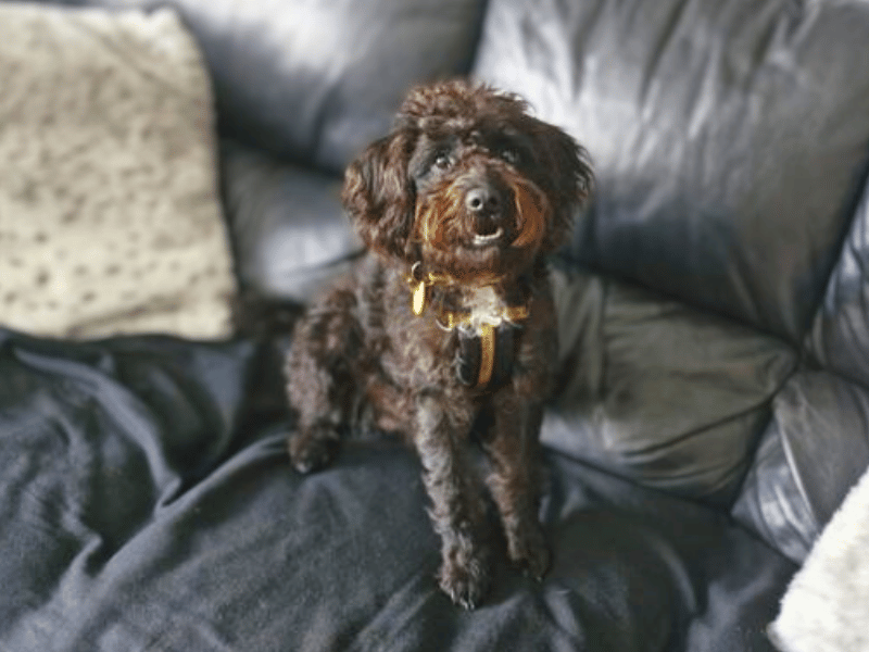 Poodle for adoption in West Calder, West Lothian – 2 years old - Image 2 of 6