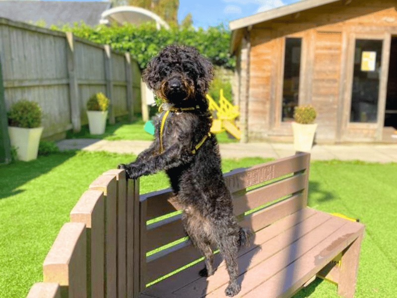 Poodle for adoption in West Calder, West Lothian – 2 years old - Image 6 of 6