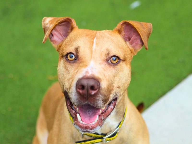 Staffordshire Bull Terrier for adoption in Manchester, Greater Manchester – 3 years old - Image 7 of 7