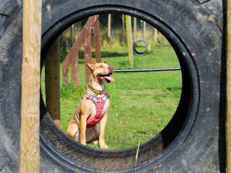 Staffordshire Bull Terrier for adoption in Manchester, Greater Manchester – 3 years old - Image 6 of 7