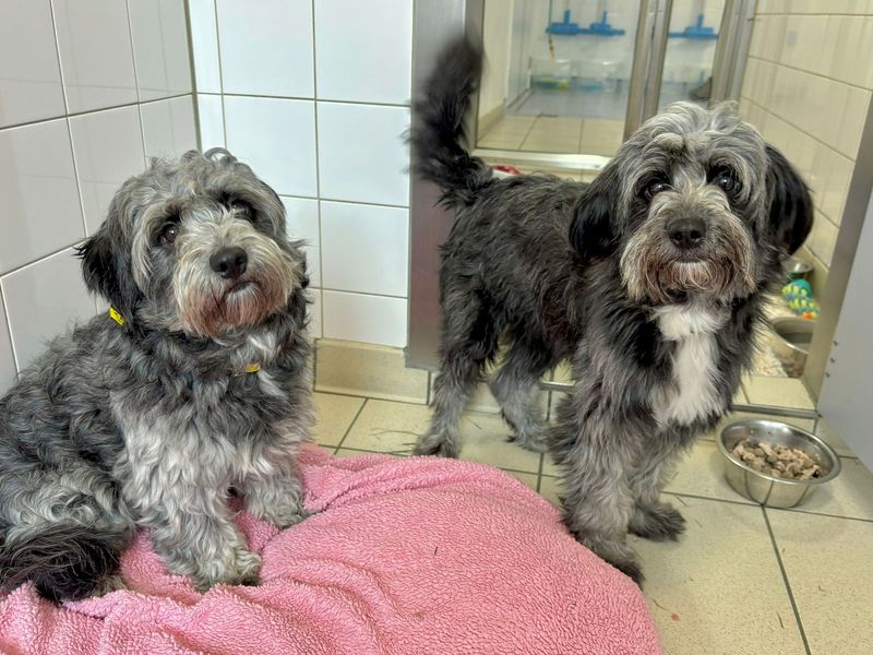 Poodle for adoption in Leeds, Yorkshire – 2 years old - Image 2 of 2