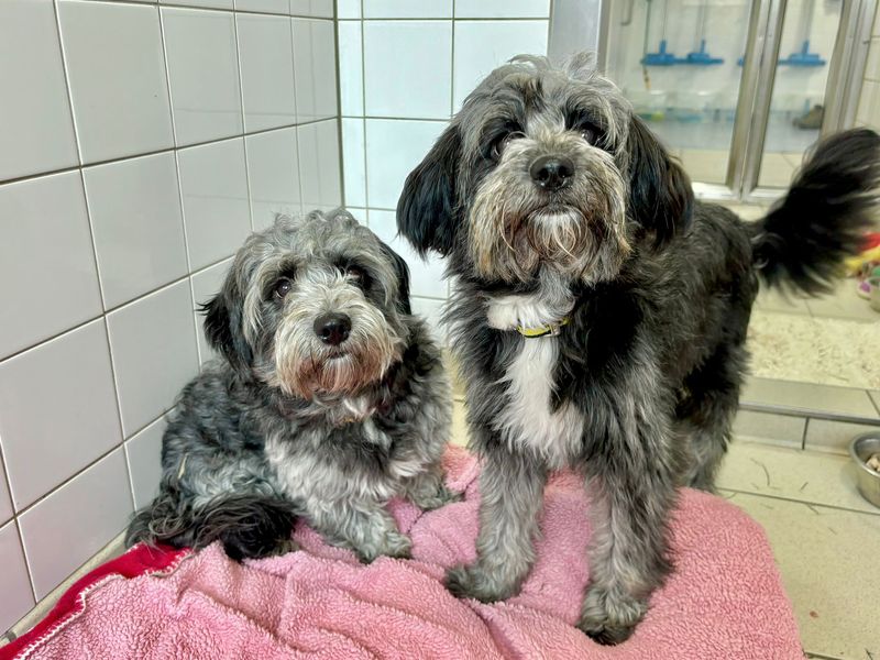 Poodle for adoption in Leeds, Yorkshire – 2 years old - Image 1 of 2