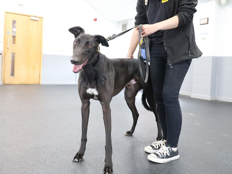 Greyhound for adoption in Leeds, Yorkshire – 3 years old - Image 1 of 2