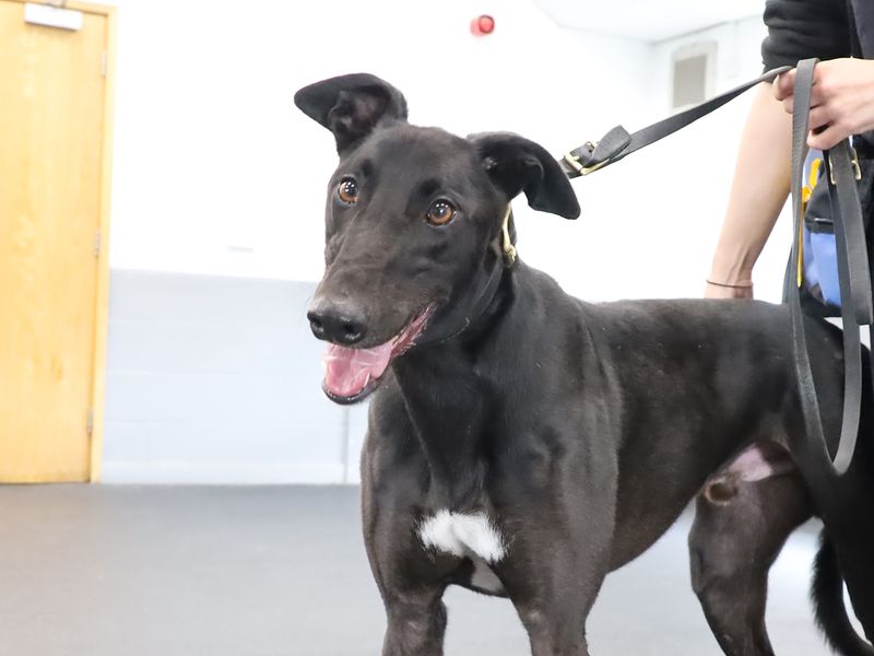 Greyhound for adoption in Leeds, Yorkshire – 3 years old - Image 2 of 2