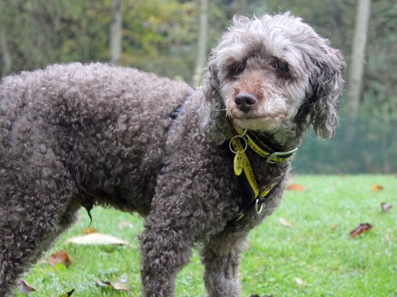 Poodle for adoption in Liverpool, Merseyside – 13 years old - Image 2 of 3