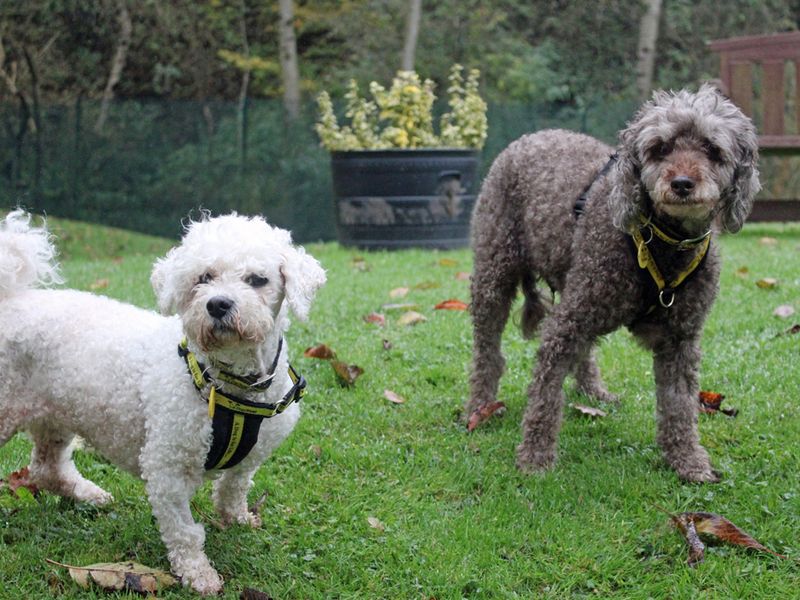 Poodle for adoption in Liverpool, Merseyside – 13 years old - Image 3 of 3