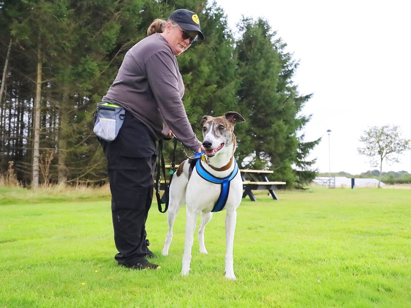 Greyhound for adoption in Leeds, Yorkshire – 5 years old - Image 3 of 3
