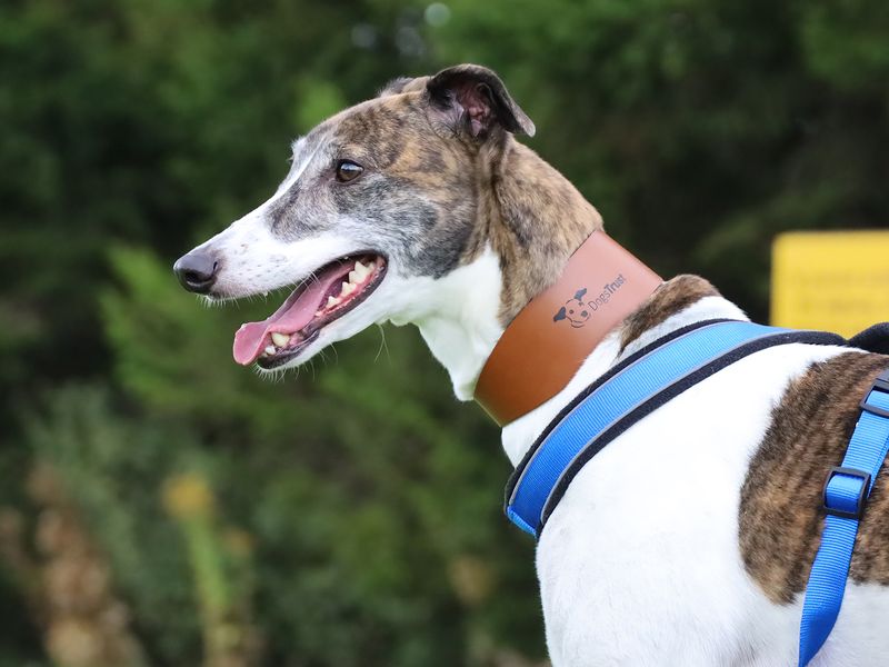 Greyhound for adoption in Leeds, Yorkshire – 5 years old - Image 1 of 3