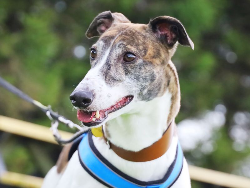 Greyhound for adoption in Leeds, Yorkshire – 5 years old - Image 2 of 3