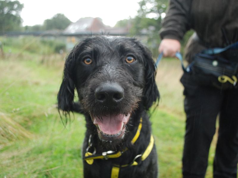 Poodle for adoption in Newbury, Berks – 3 years old - Image 1 of 4