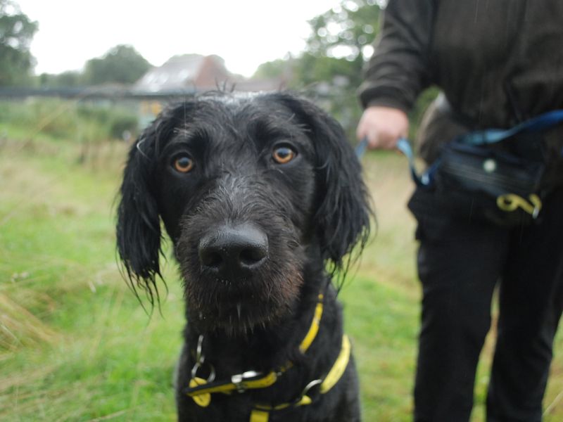 Poodle for adoption in Newbury, Berks – 3 years old - Image 3 of 4