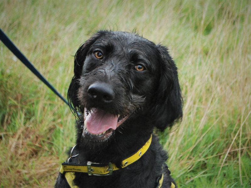 Poodle for adoption in Newbury, Berks – 3 years old - Image 4 of 4