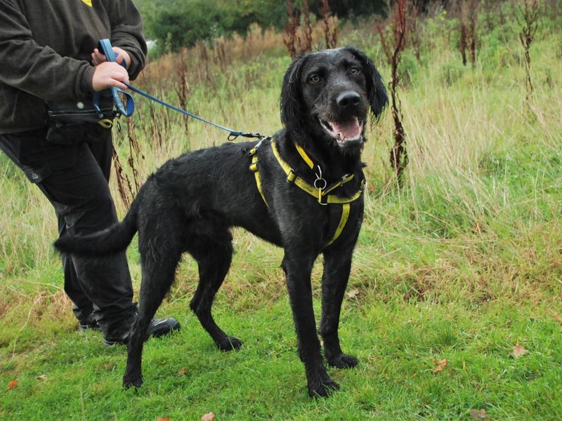 Poodle for adoption in Newbury, Berks – 3 years old - Image 2 of 4