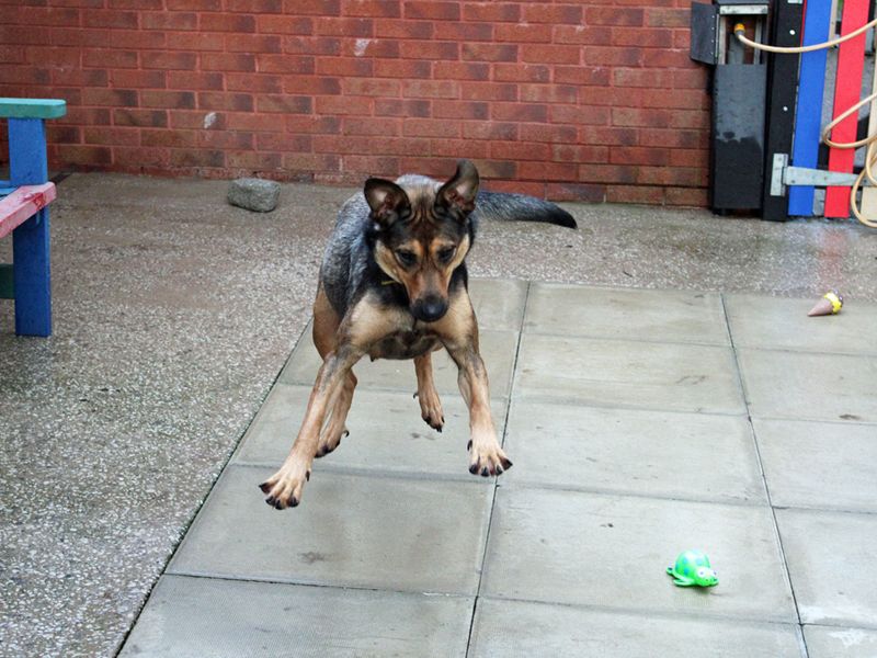 German Shepherd for adoption in Liverpool, Merseyside – 2 years old - Image 3 of 6