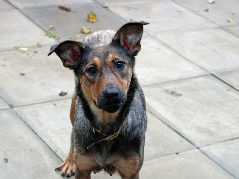 German Shepherd for adoption in Liverpool, Merseyside – 2 years old - Image 6 of 6
