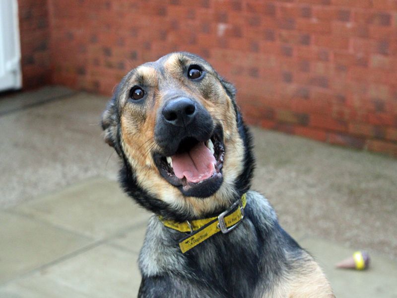 German Shepherd for adoption in Liverpool, Merseyside – 2 years old - Image 5 of 6