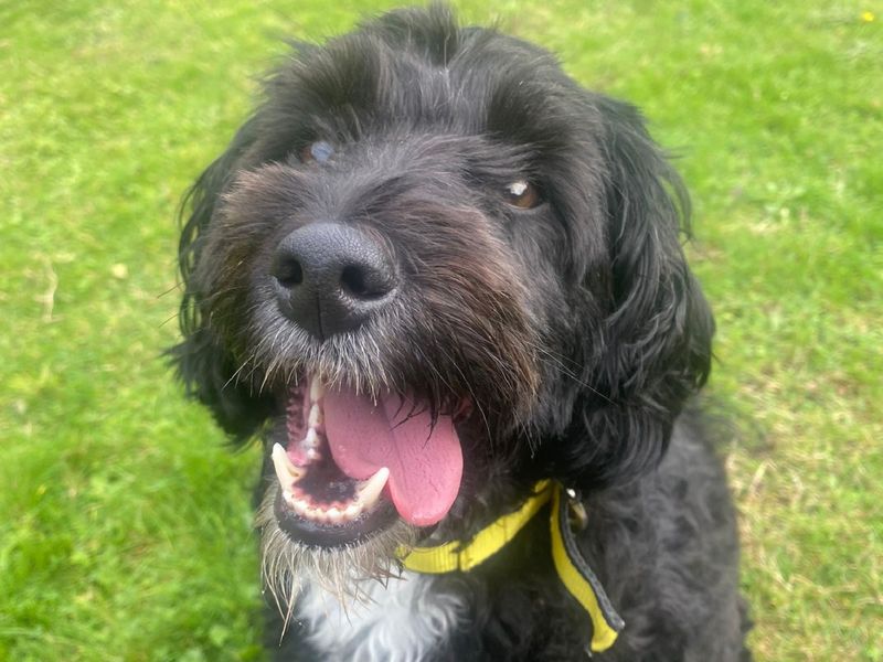 Cocker Spaniel for adoption in Chestfield, Kent – 3 years old - Image 1 of 2