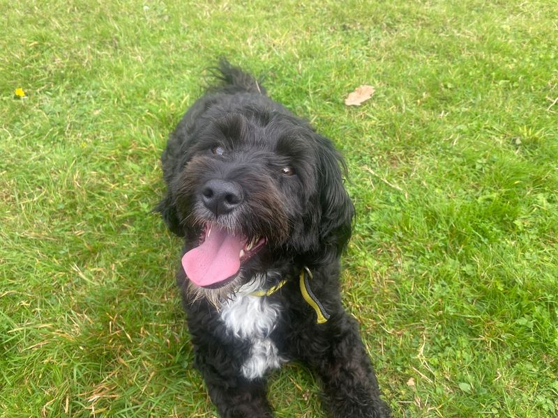 Cocker Spaniel for adoption in Chestfield, Kent – 3 years old - Image 2 of 2