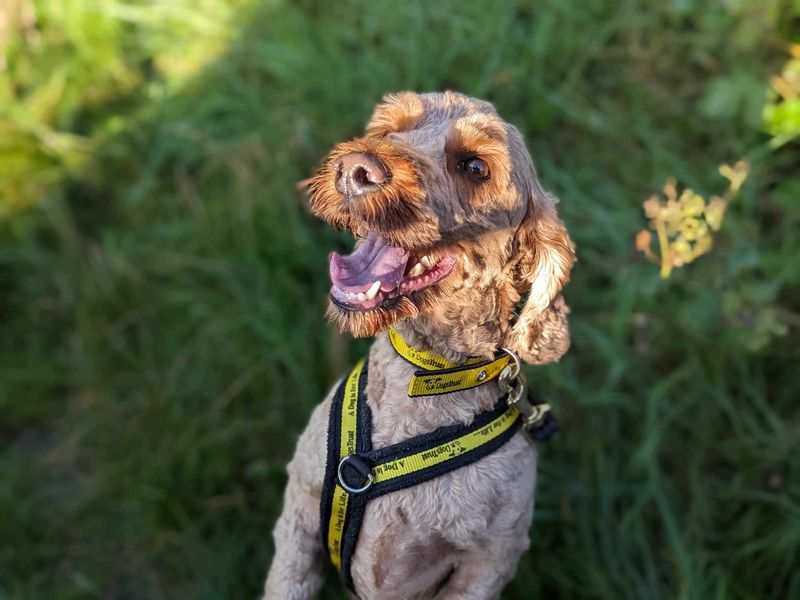 Poodle for adoption in Mid Glamorgan, Wales – 5 years old - Image 3 of 4