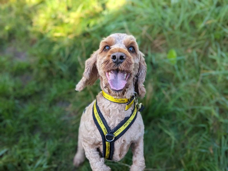Poodle for adoption in Mid Glamorgan, Wales – 5 years old - Image 2 of 4