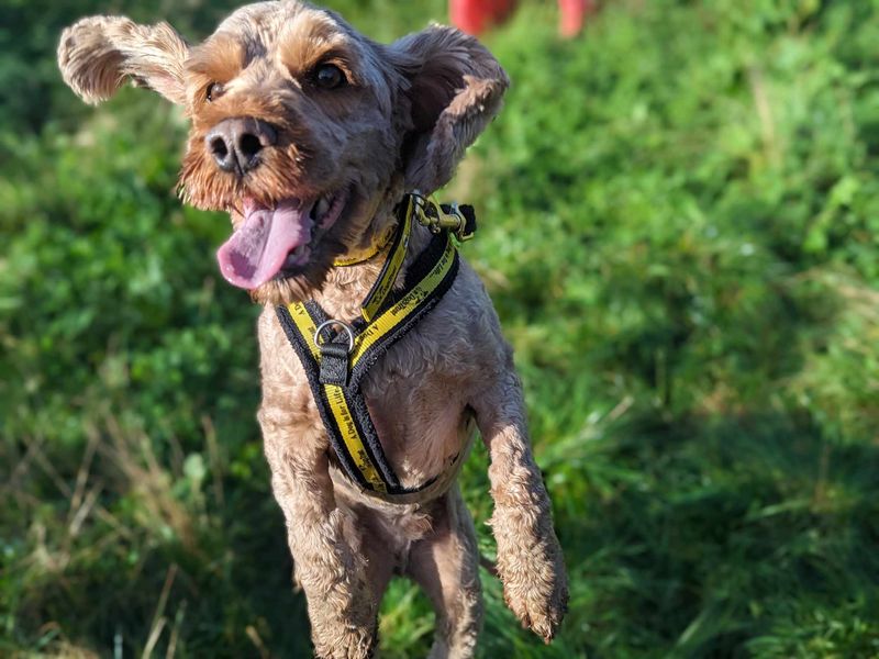 Poodle for adoption in Mid Glamorgan, Wales – 5 years old - Image 4 of 4