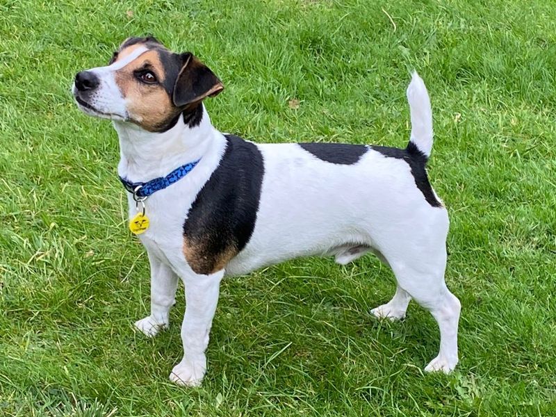 Jack Russell Terrier for adoption in Uxbridge, London – 4 years old - Image 1 of 3
