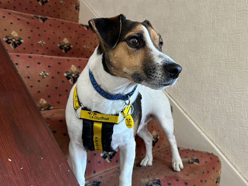 Jack Russell Terrier for adoption in Uxbridge, London – 4 years old - Image 3 of 3
