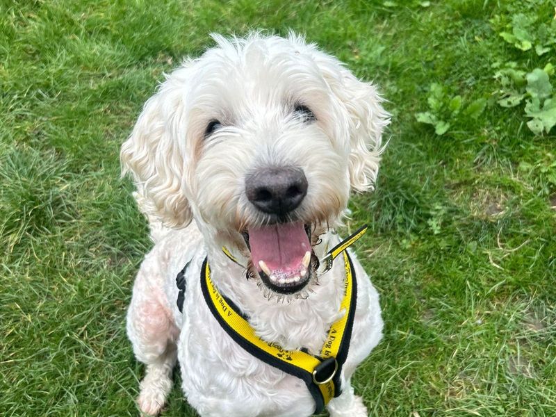 Poodle for adoption in Uxbridge, London – 11 years old - Image 1 of 2