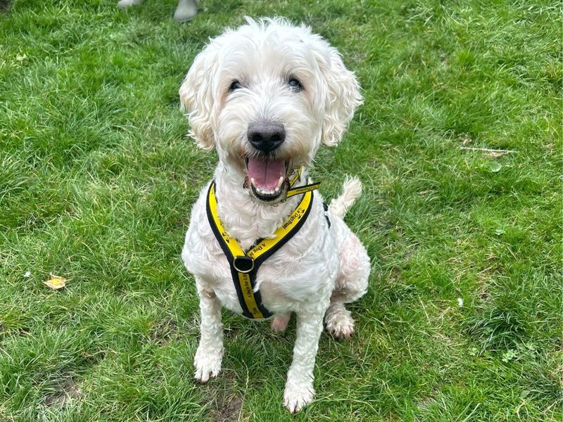 Poodle for adoption in Uxbridge, London – 11 years old - Image 2 of 2