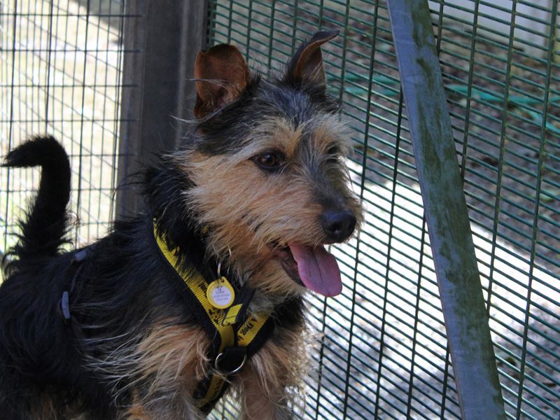Yorkshire Terrier for adoption in Liverpool, Merseyside – 3 years old - Image 2 of 4