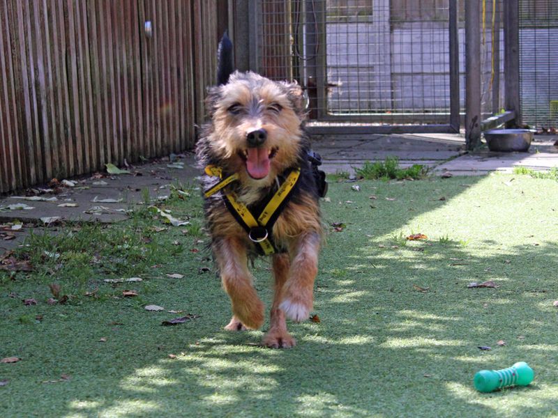 Yorkshire Terrier for adoption in Liverpool, Merseyside – 3 years old - Image 4 of 4