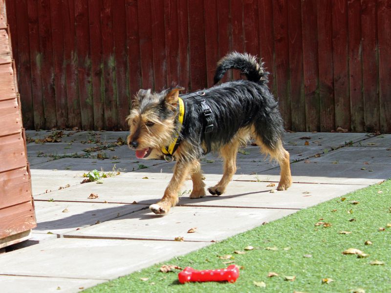 Yorkshire Terrier for adoption in Liverpool, Merseyside – 3 years old - Image 3 of 4