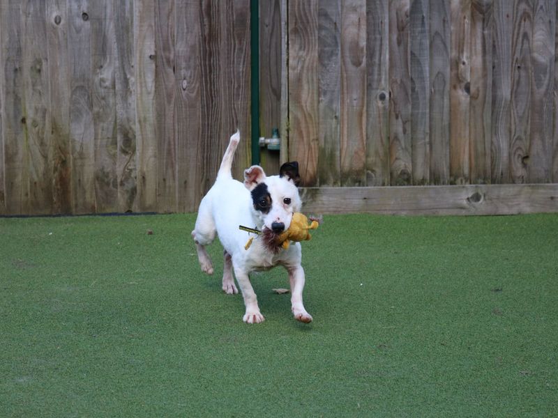 Jack Russell Terrier for adoption in Glasgow, Scotland – 7 years old - Image 1 of 3