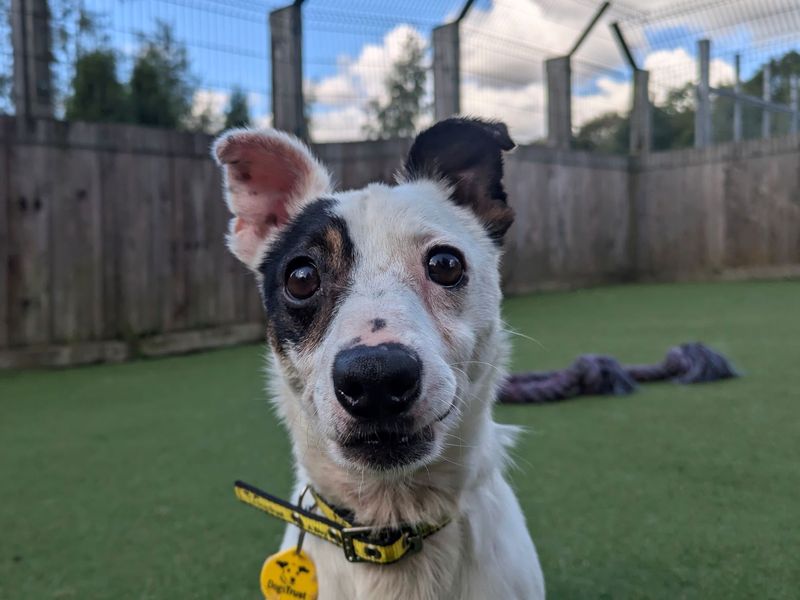Jack Russell Terrier for adoption in Glasgow, Scotland – 7 years old - Image 2 of 3