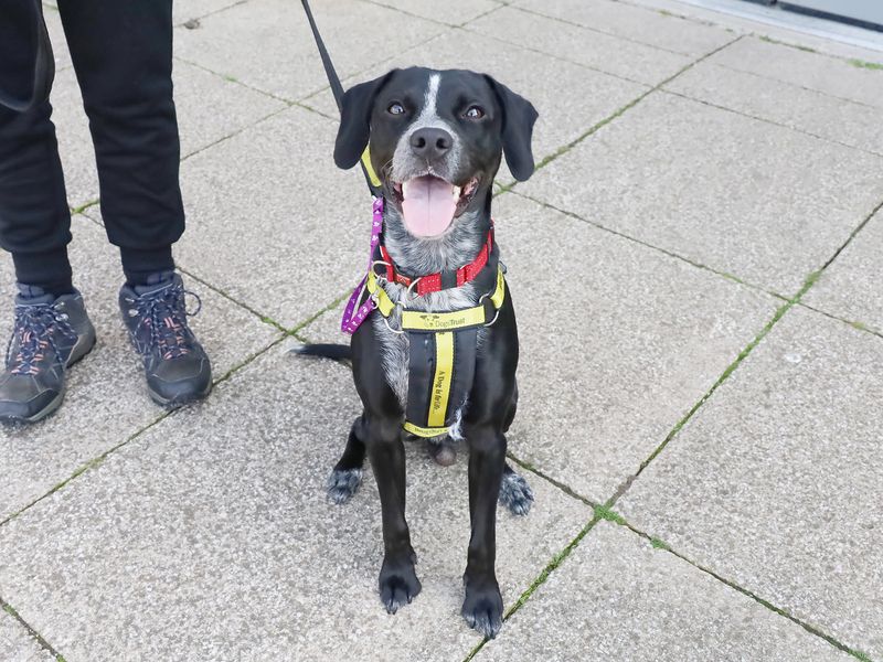 Cocker Spaniel for adoption in Leeds, West Yorkshire – 2 years old - Image 2 of 3
