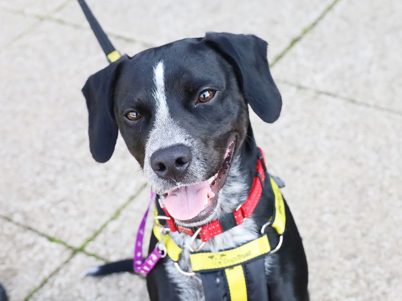 Cocker Spaniel for adoption in Leeds, West Yorkshire – 2 years old - Image 3 of 3