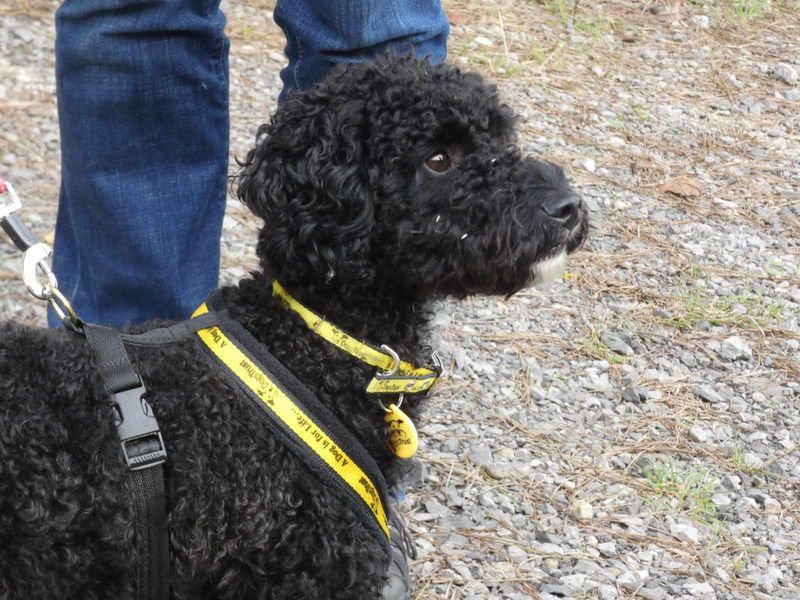 Poodle for adoption in Mid Glamorgan, Wales – 1 year old - Image 2 of 2