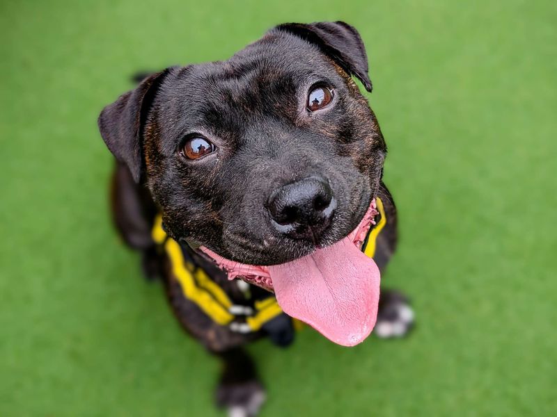 Staffordshire Bull Terrier for adoption in Cardiff – 6 years old - Image 1 of 5