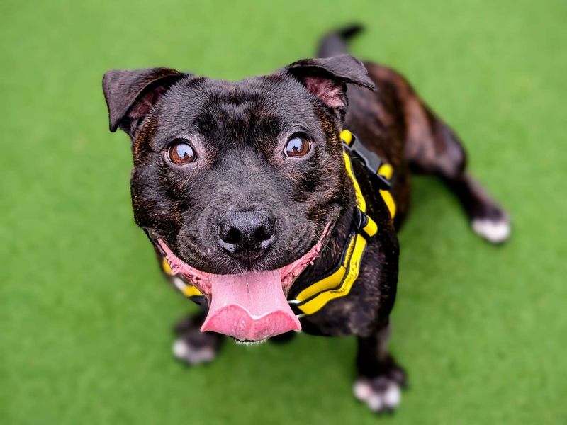 Staffordshire Bull Terrier for adoption in Cardiff – 6 years old - Image 4 of 5