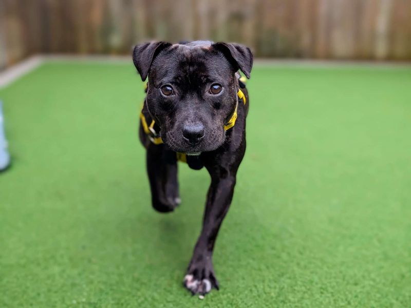 Staffordshire Bull Terrier for adoption in Cardiff – 6 years old - Image 3 of 5