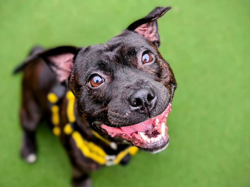 Staffordshire Bull Terrier for adoption in Cardiff – 6 years old - Image 5 of 5