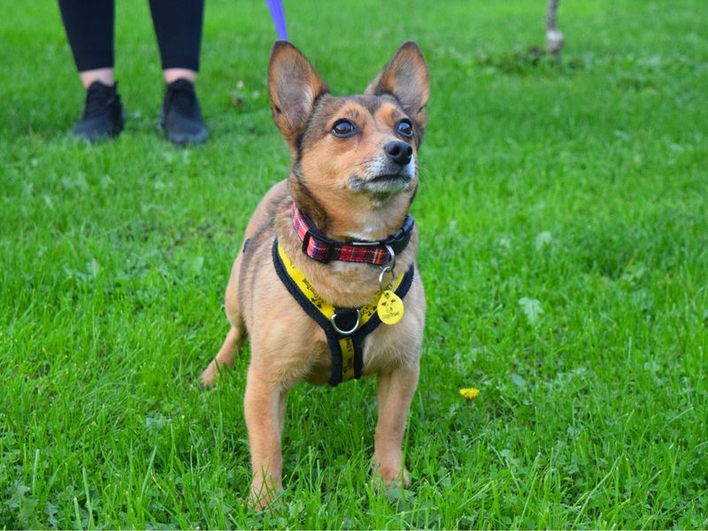 Jack Russell Terrier for adoption in Uxbridge, London – 9 years old - Image 2 of 2