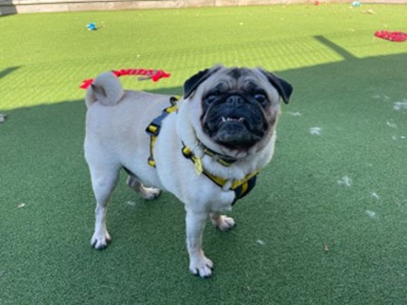 Pug for adoption in Newbury, Berkshire – 6 years old - Image 1 of 1