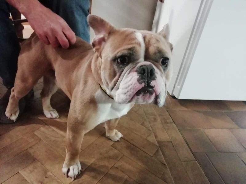 English Bulldog for adoption in Newton Tony, Wiltshire – 3 years old - Image 2 of 2