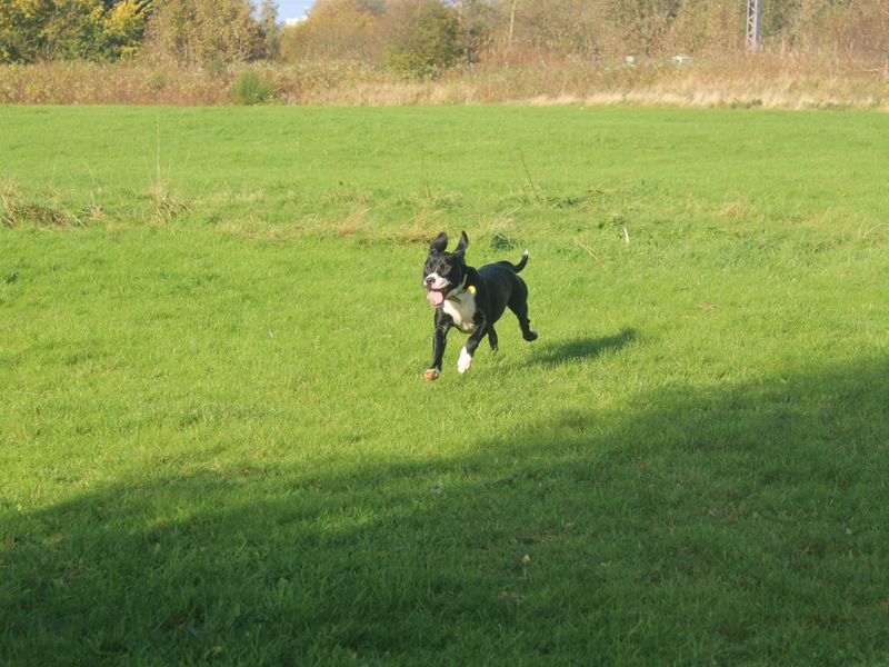 Staffordshire Bull Terrier for adoption in Glasgow, Scotland – 2 years old - Image 2 of 4