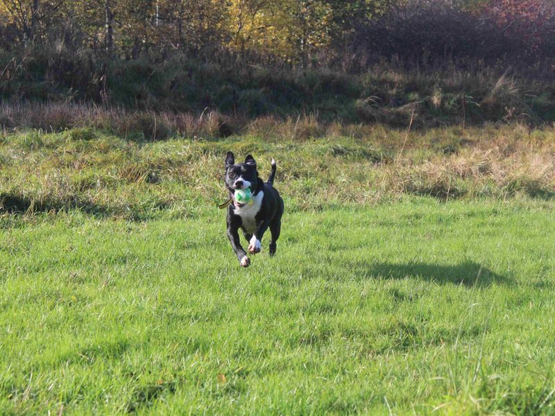 Staffordshire Bull Terrier for adoption in Glasgow, Scotland – 2 years old - Image 3 of 4